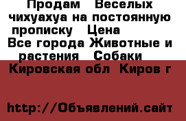 Продам.  Веселых чихуахуа на постоянную прописку › Цена ­ 8 000 - Все города Животные и растения » Собаки   . Кировская обл.,Киров г.